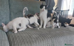 Domestic Shorthair cats for sale: 6 wonderful kittens looking for forever homes - Image 9