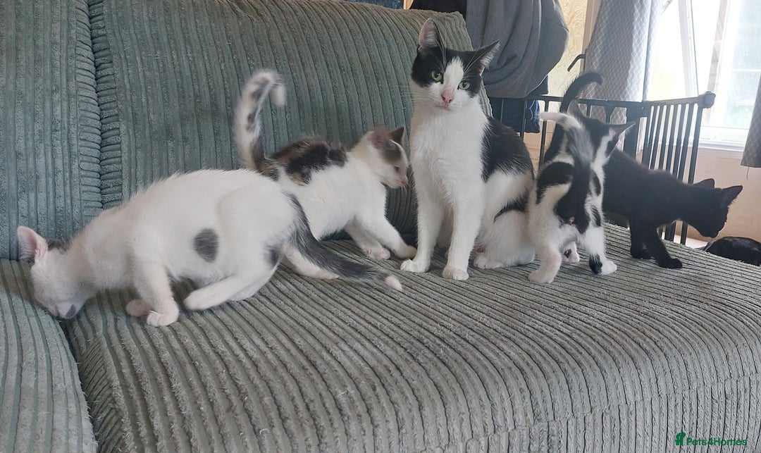 Domestic Shorthair cats for sale: 6 wonderful kittens looking for forever homes - Image 9