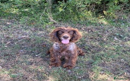 Cocker Spaniel dogs for sale: Cocker spaniel for sale  - Image 1