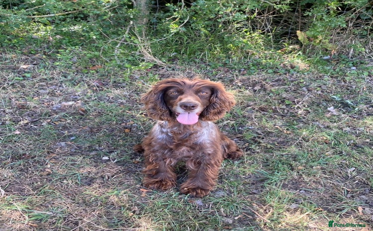 Cocker Spaniel dogs - Advert 11