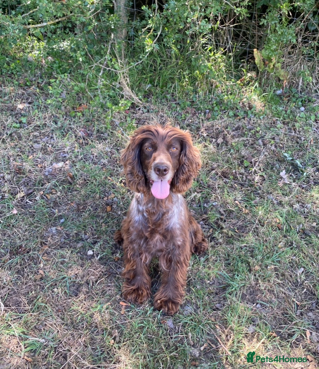 Cocker Spaniel dogs for sale: Cocker spaniel for sale  - Image 1