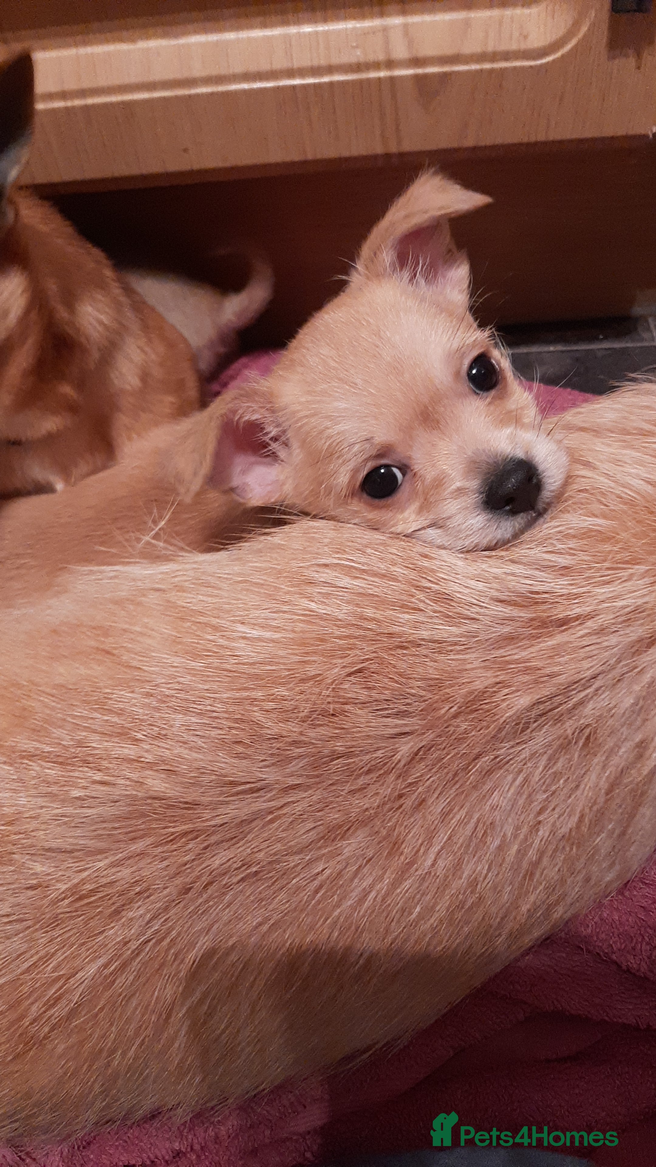 Mixed Breed dogs Oto. Male chihuahua puppies - Advert 17