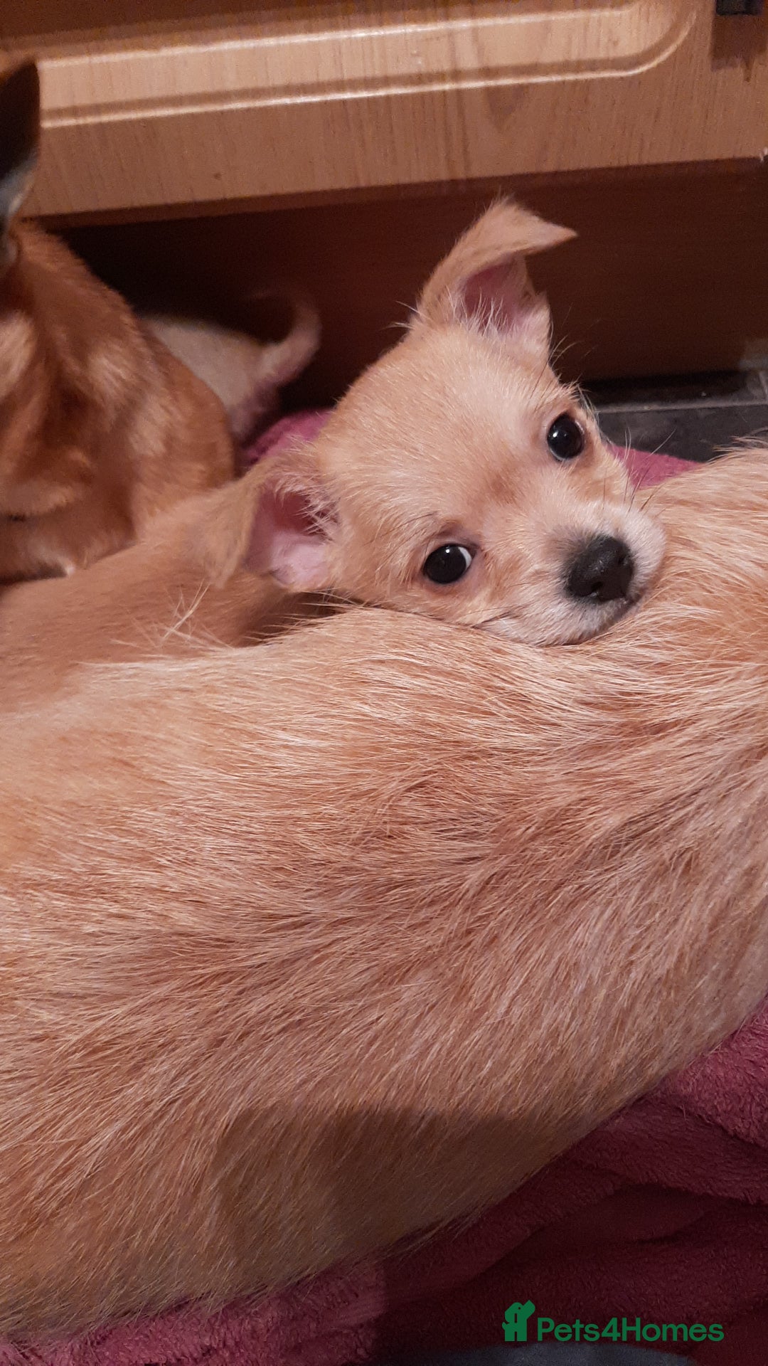 Mixed Breed dogs for sale: Oto. Male chihuahua puppies - Advert 1