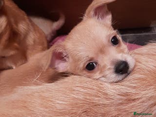 Mixed Breed dogs Oto. Male chihuahua puppies - Advert 5