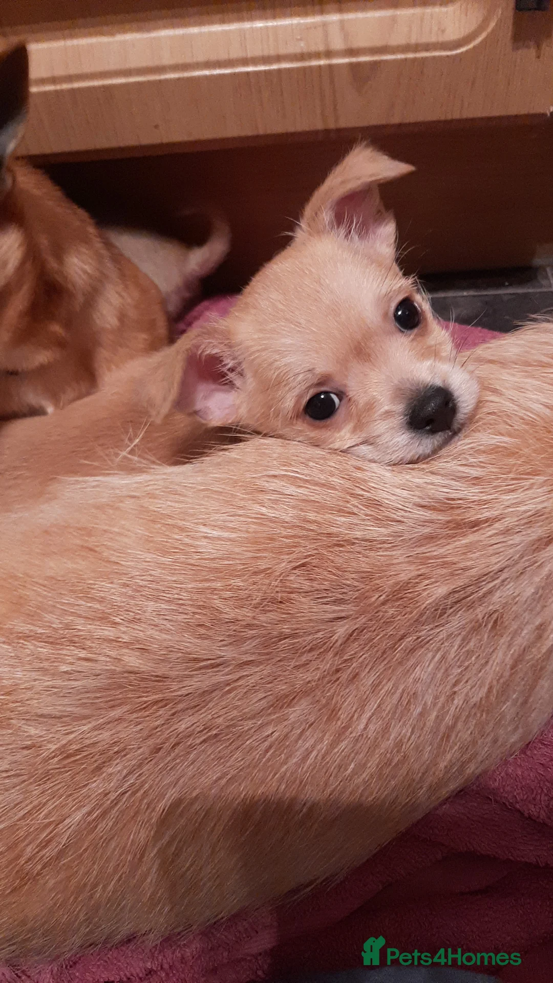 Mixed Breed dogs for sale: £650. Male chihuahua x - Advert 1