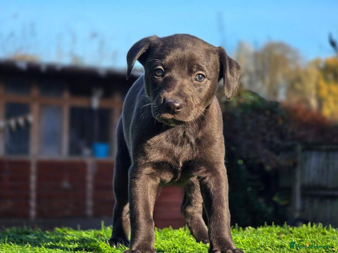 Whippet dogs for sale: Raven & Dobby   kc whippets - Advert 7