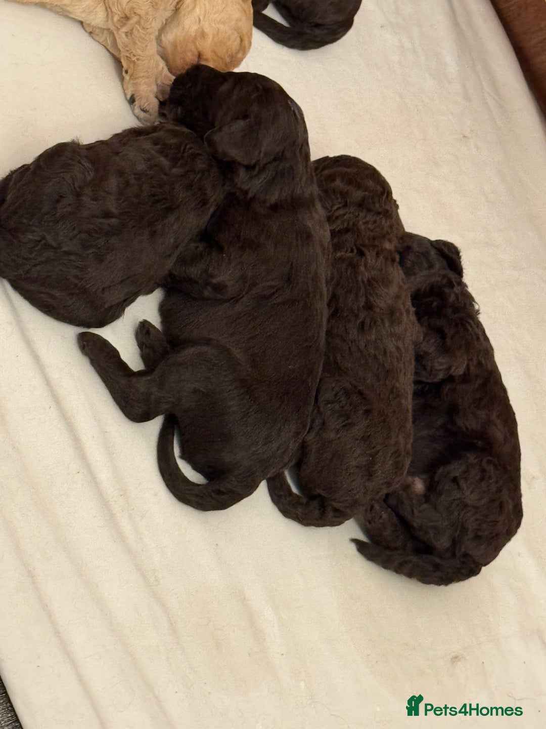 Labradoodle dogs for stud: Chocolate Standard Labradoodle Multigenerational  in Matlock - Advert 8