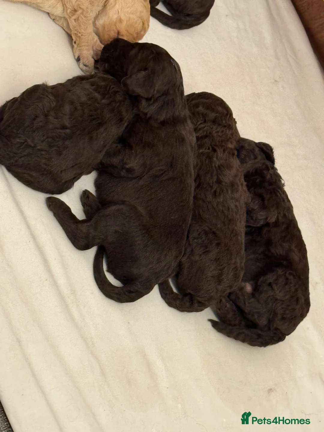 Labradoodle dogs for stud: Chocolate Standard Labradoodle Multigenerational  in Matlock - Advert 10