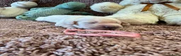 Golden Retriever dogs for sale: Golden Retriever Pups - Gorgeous  - Advert 14