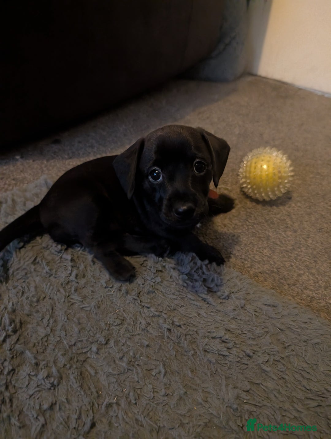 Mixed Breed dogs for sale: Doxie-Dales ready now - Image 23