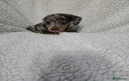 Miniature Dachshund dogs for sale: REDUCED !! Miniature dachshund puppies kc reg   - Image 21