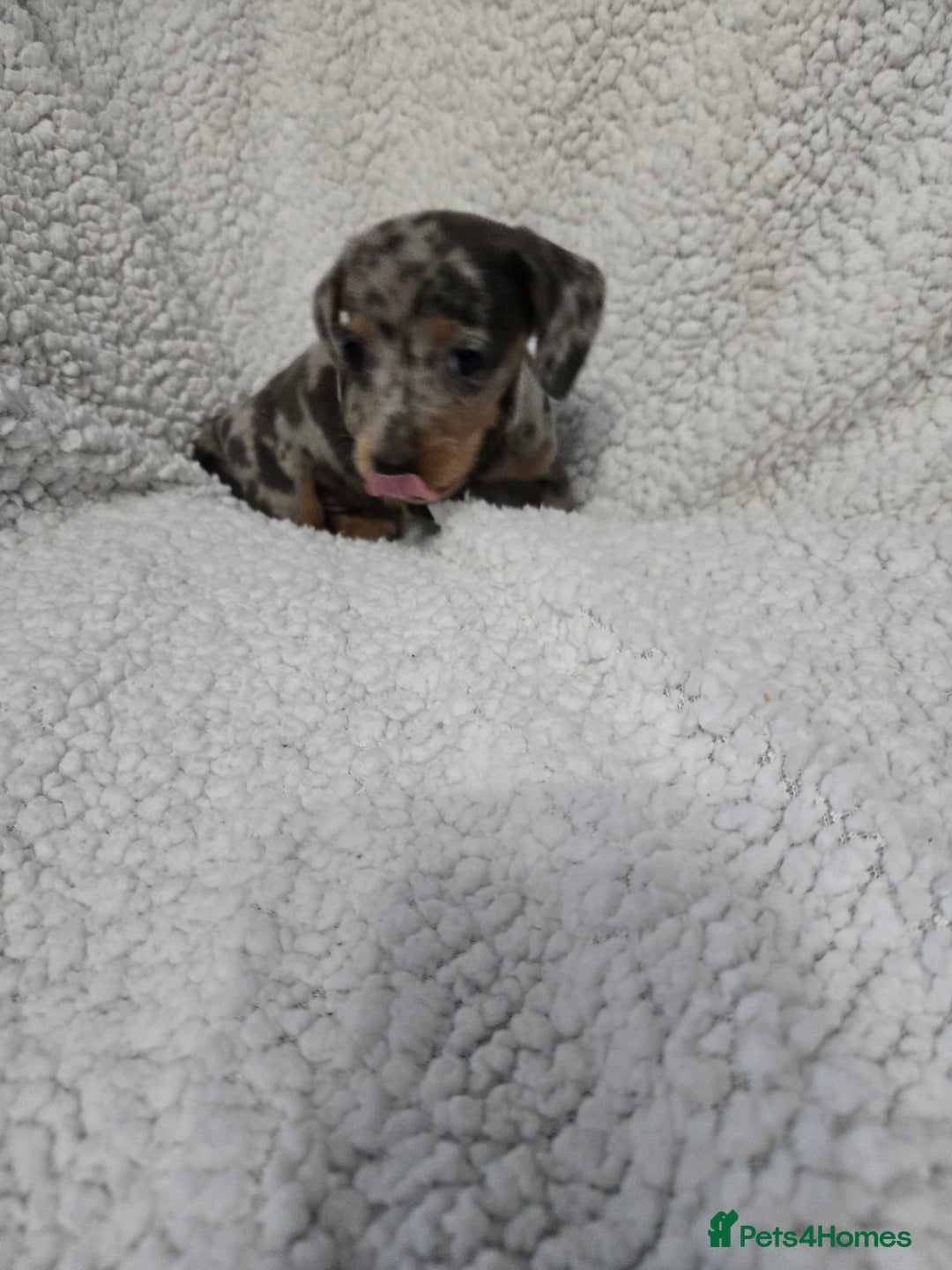Miniature Dachshund dogs for sale: REDUCED !! Miniature dachshund puppies kc reg   - Image 21