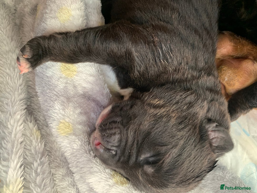 Mixed Breed dogs for sale: 4 stunning boys and 5 even more stunning girls - Advert 26