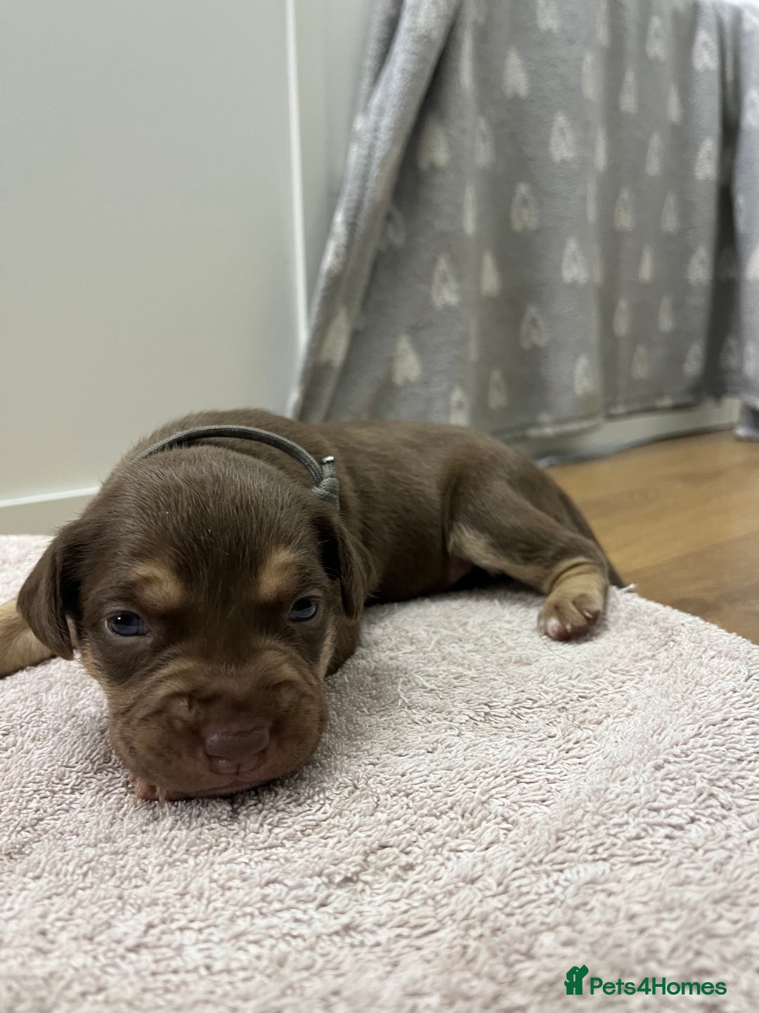 American Bull Staffy dogs for sale: Staffy Bull Puppies - Image 13