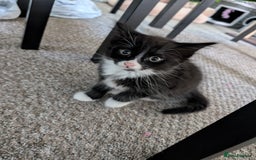 Mixed Breed cats for sale: 4 beautiful kittens for sale  - Image 10