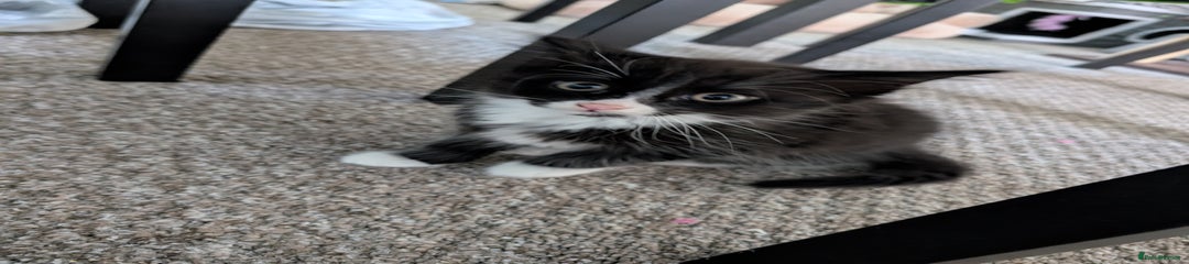 Mixed Breed Kitten 1