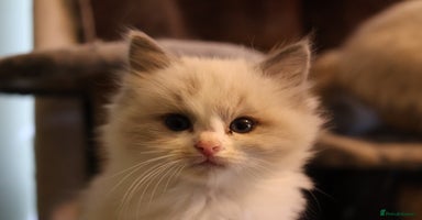 Ragdoll cats - Advert 1