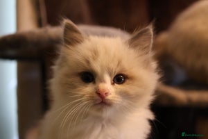 Ragdoll cats - Advert 2