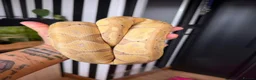 Python Snake reptiles for sale: Banana Royal Python will full set up - Advert 2