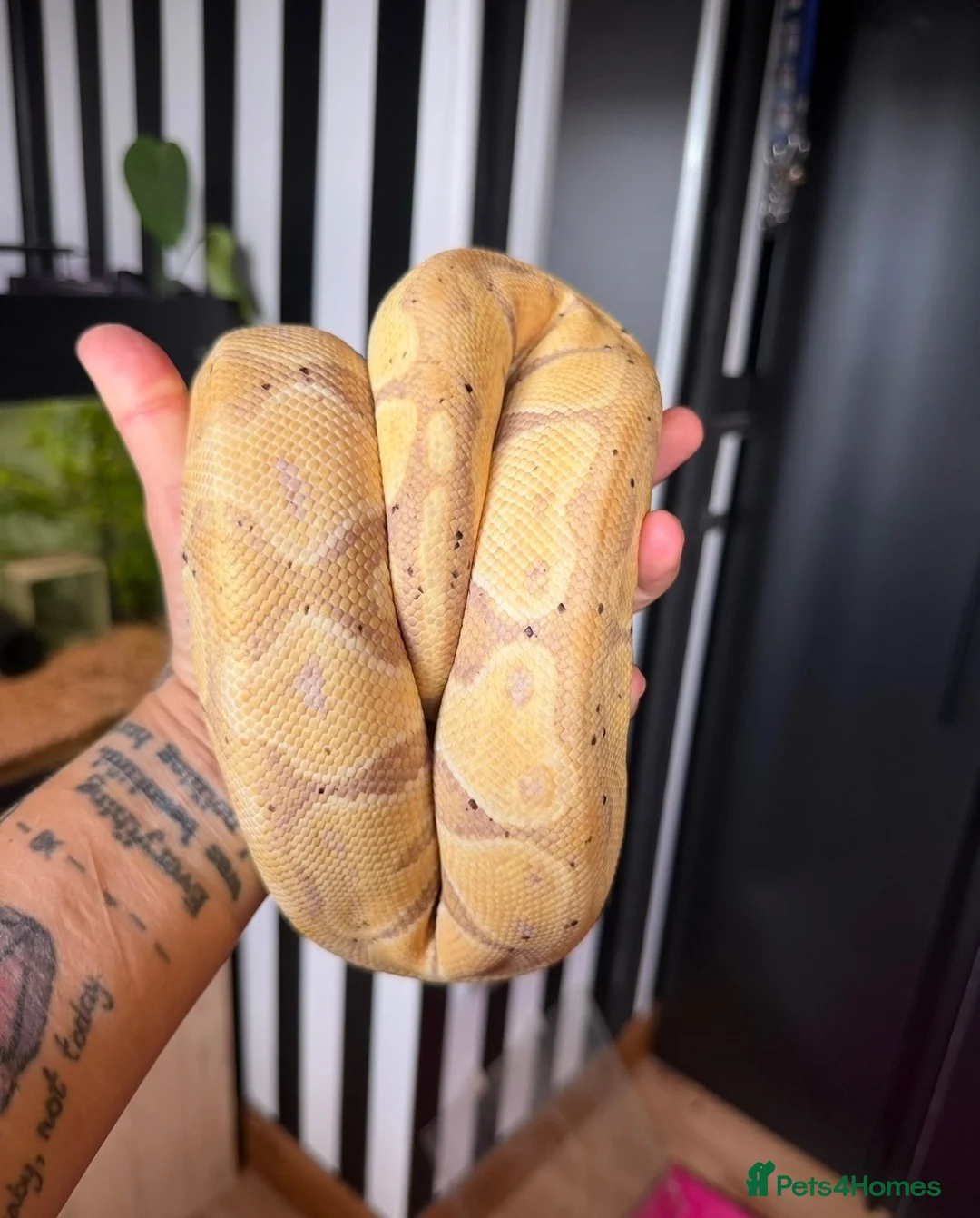 Python Snake reptiles for sale: Banana Royal Python will full set up - Advert 2