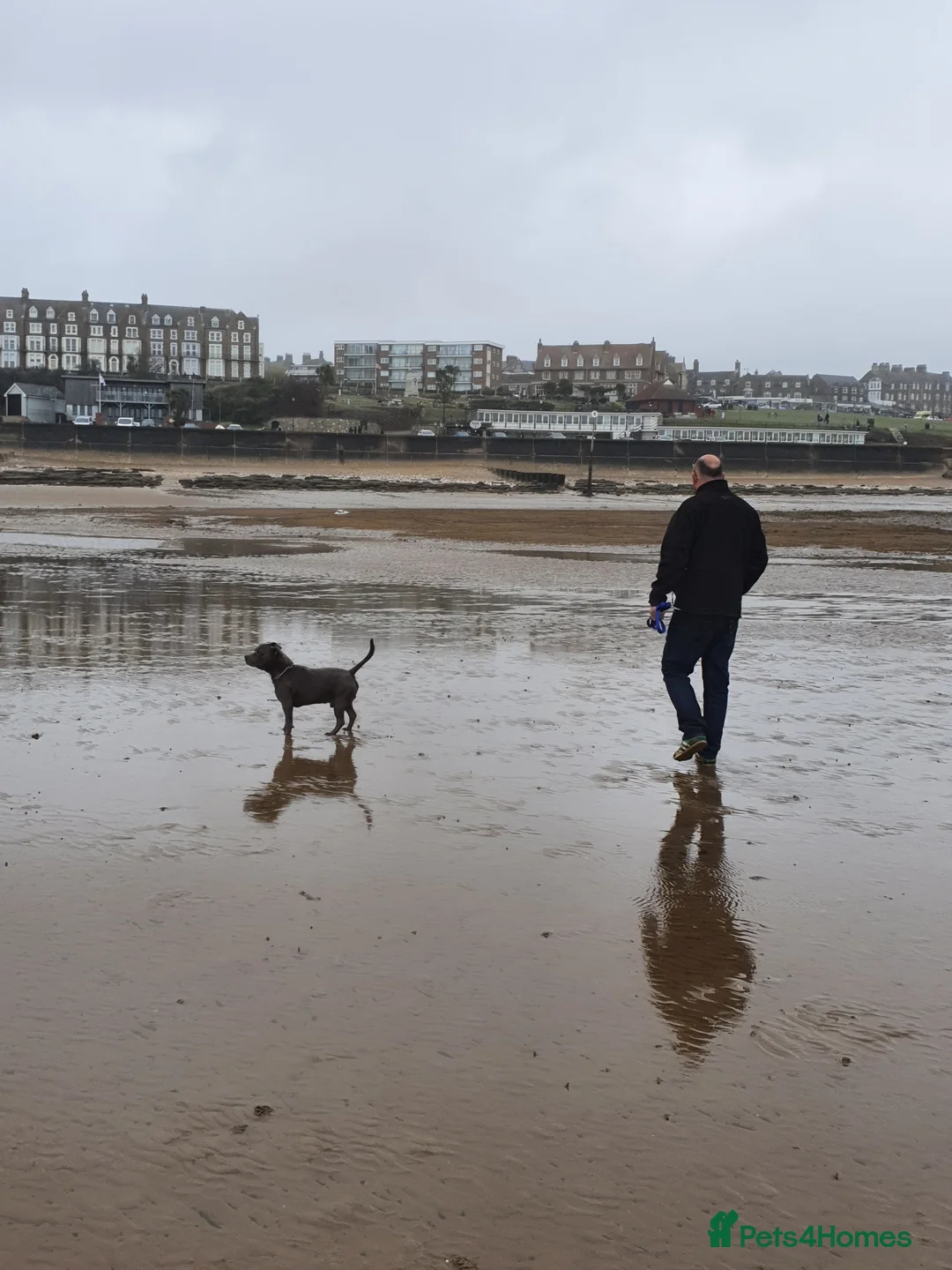 Staffordshire Bull Terrier dogs for stud: Stud for breeding in Ilkeston - Advert 16