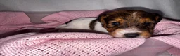 Parson Russell dogs for sale: Beautiful parson terrier puppies  - Advert 7