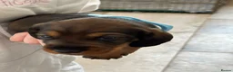 Dachshund dogs for sale: Standard Wired Haired Dachshund/ Teckel  - Advert 10