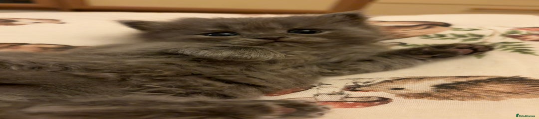 Solid grey British Shorthair Kitten 4