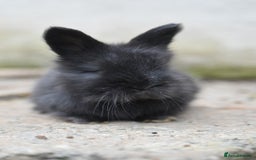 Angora rabbits for sale: French Imported Pedigree English Angoras - Image 22