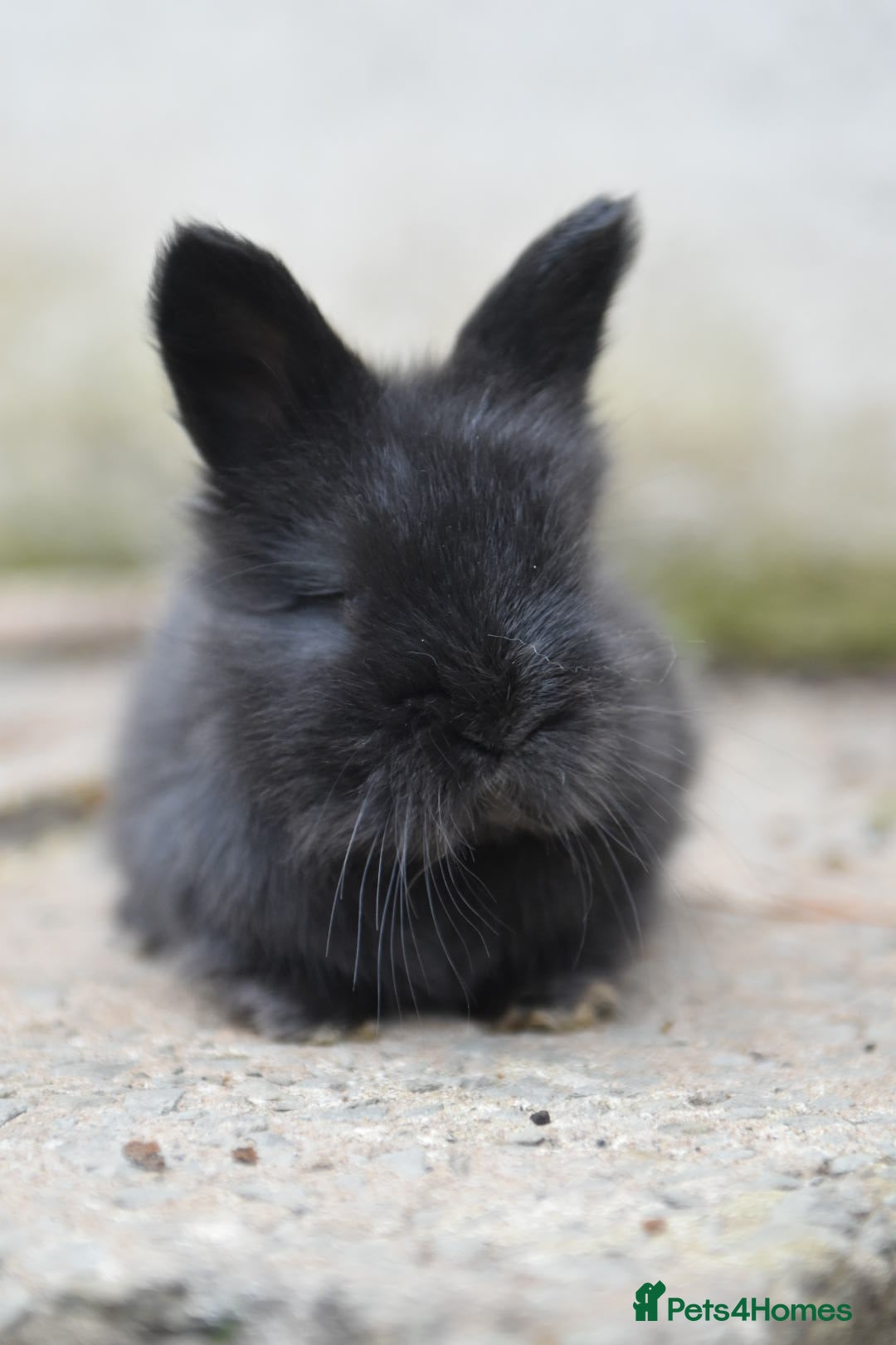 Angora rabbits for sale: French Imported Pedigree English Angoras - Image 22