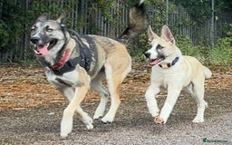 Huskita dogs for sale: Huskita (Husky x Akita) Pup - Image 7