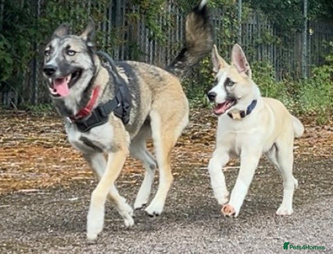 Huskita dogs for sale: Huskita (Husky x Akita) Pup - Image 7