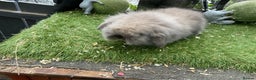 Mini Lop rabbits for sale: Baby mini lops and mini lion lop baby rabbits - Advert 8