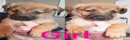 Mixed Breed dogs for sale: Mixbreed Puppies for sale  - Advert 2