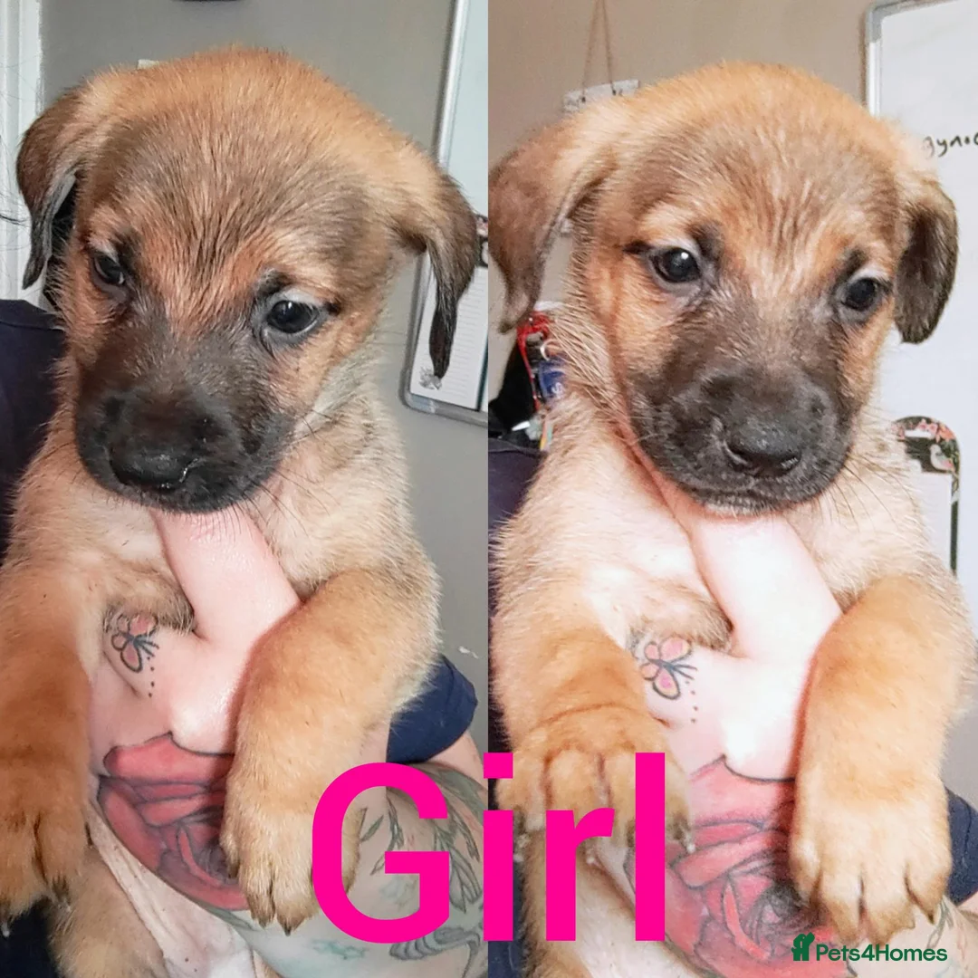 Mixed Breed dogs for sale: Mixbreed Puppies for sale  - Advert 2