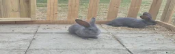 Continental Giant rabbits for sale: Baby giant continental rabbits  - Advert 2