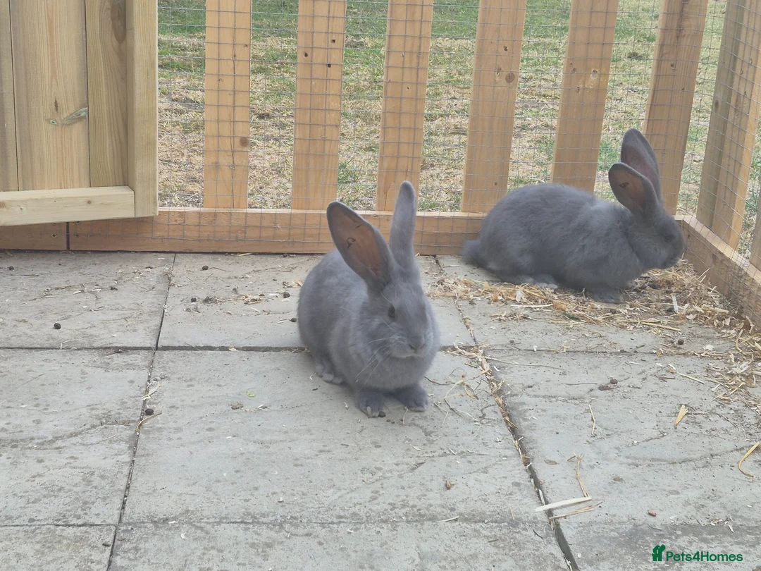 Continental Giant rabbits for sale: Baby giant continental rabbits  - Advert 2