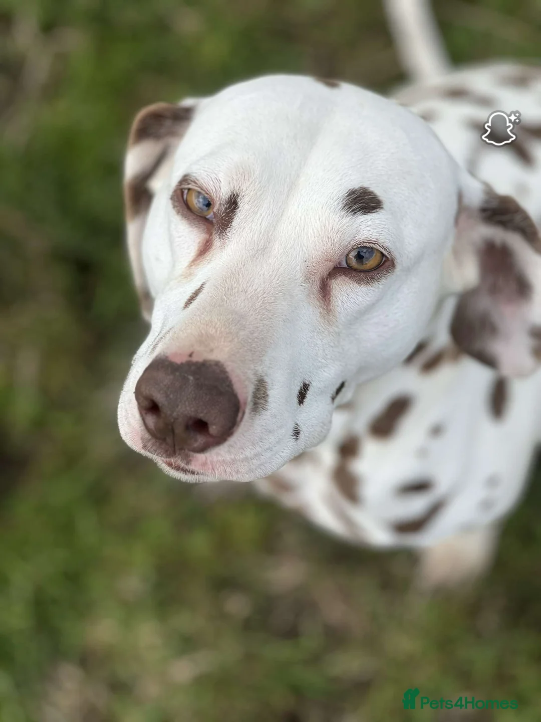 Dalmatian dogs for sale: Gorgeous Dalmatian Puppies - Advert 2