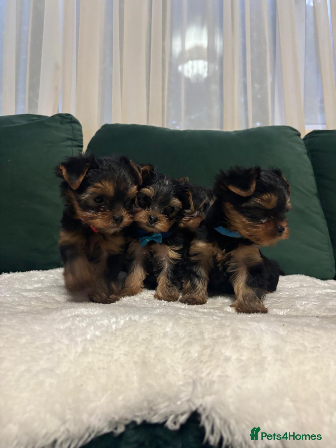 Yorkshire Terrier dogs for sale: ✨Four Adorable Yorkshire Terrier Puppies For Sale✨ - Advert 13