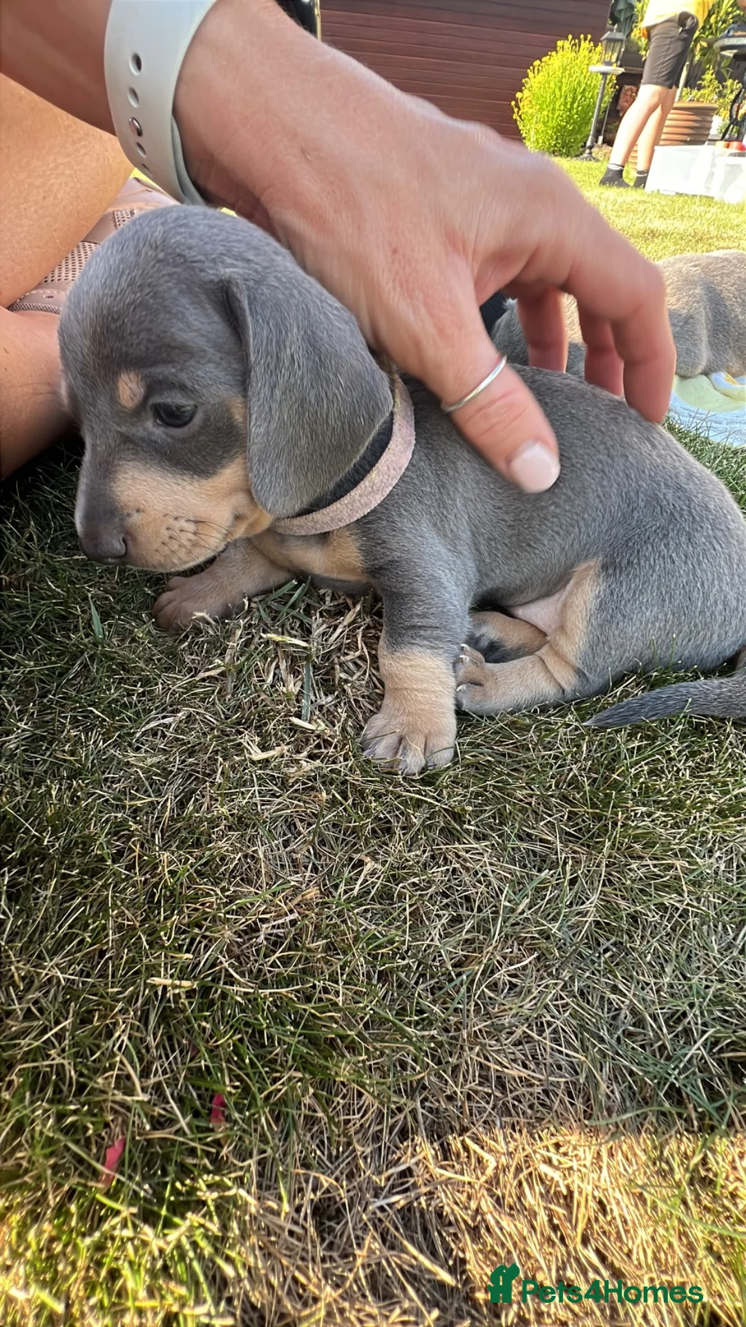 Dachshund dogs for sale: Lilac and tan dachshund puppies Black and Tan  in Canterbury - Advert 2