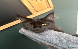 Maine Coon cats for sale:  Tica active registered Beauitful big kittens  in Wednesbury - Image 18