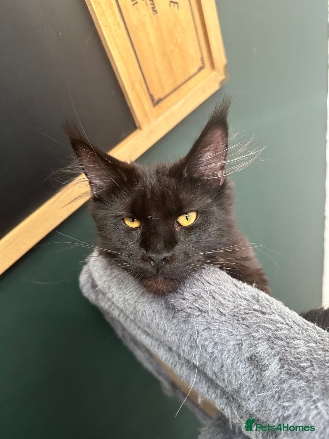 Maine Coon cats for sale:  Tica active registered Beauitful big kittens  in Wednesbury - Image 18