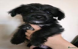 Mixed Breed dogs for sale: 💞 Beautiful Yorkie Russel Puppies 💞 - Image 32
