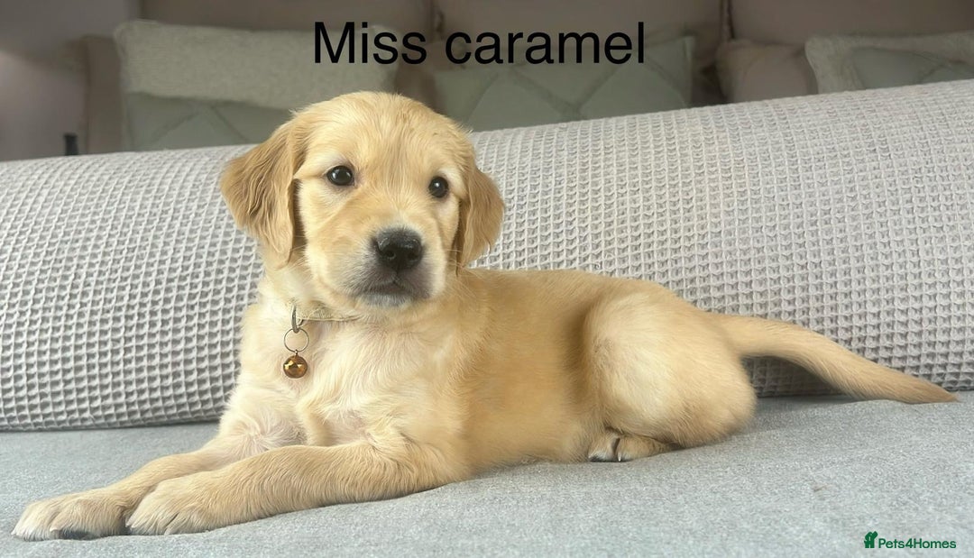 Golden Retriever dogs for sale: KC GOLDENS FROM HIP ELBOW DNA GOOD LINEAGE - Advert 28