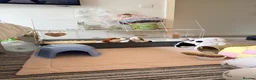 Guinea Pig rodents for sale: Bonded Neutered Male&Female Guinea Pig - Advert 5