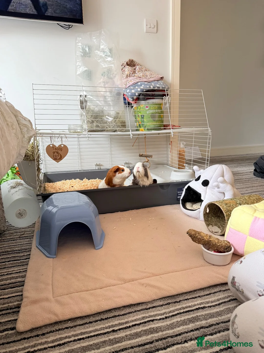 Guinea Pig rodents for sale: Bonded Neutered Male&Female Guinea Pig - Advert 5