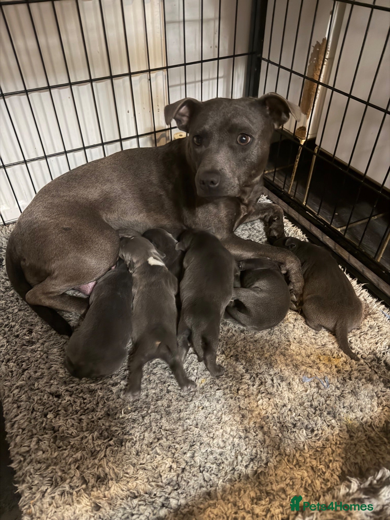 Staffordshire Bull Terrier dogs Five staff pups looking for a forever homer - Advert 1