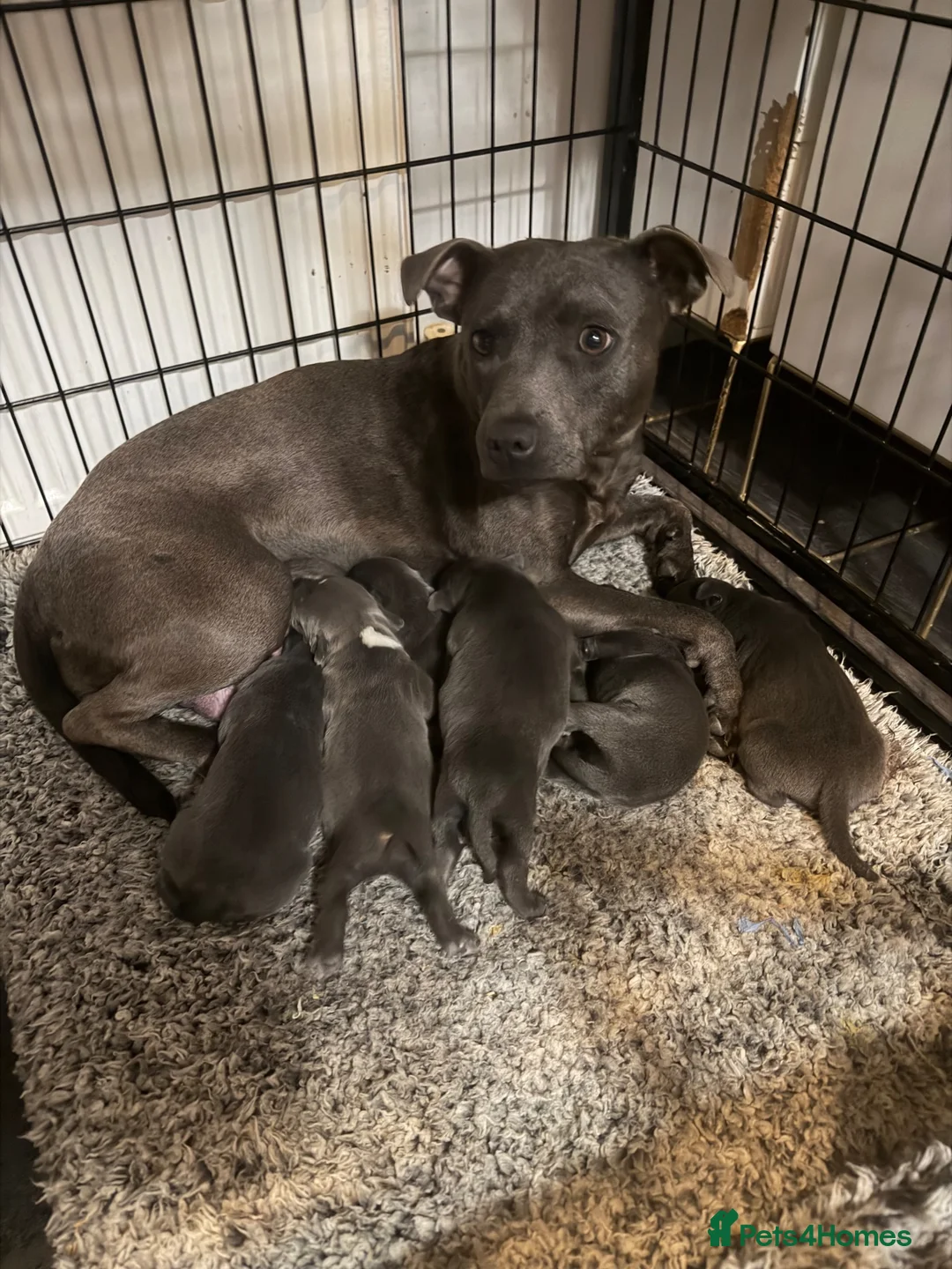 Staffordshire Bull Terrier dogs for sale: Five staff pups looking for a forever homer in Cambridge - Advert 1