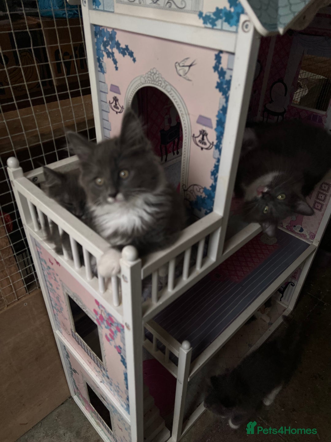 Maine Coon cats for sale: 3 Beautiful Main Coon - Image 5
