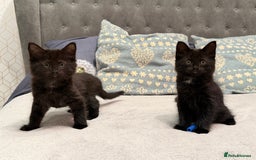 Mixed Breed cats for sale: Two gorgeous kittens looking for a loving home  - Image 2